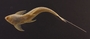 Loricaria gymnogaster lagoichthys 69 mmSL FMNH 42792 ventral